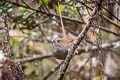 White-chinned Thistletail Asthenes fuliginosa plengei 