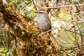 White-chinned Thistletail Asthenes fuliginosa plengei 