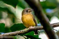 White-crested Spadebill Platyrinchus platyrhynchos senex