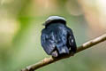 White-crowned Manakin Pseudopipra pipra coracina