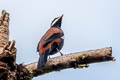 White-eared Solitaire Entomodestes leucotis