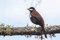 White-eared Solitaire Entomodestes leucotis