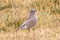 White-fronted Ground Tyrant Muscisaxicola albifrons