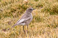 White-fronted Ground Tyrant Muscisaxicola albifrons