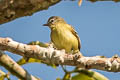 White-lored Tyrannulet Ornithion inerme