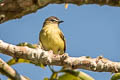 White-lored Tyrannulet Ornithion inerme