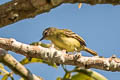 White-lored Tyrannulet Ornithion inerme