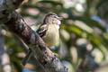 White-lored Tyrannulet Ornithion inerme