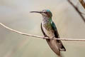 White-necked Jacobin Florisuga mellivora mellivora