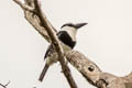 White-necked Puffbird Notharchus hyperrhynchus hyperrhynchus