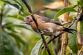 White-sided Flowerpiercer Diglossa albilatera affinis