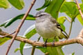 White-tailed Tyrannulet Mecocerculus poecilocercus