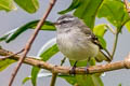 White-tailed Tyrannulet Mecocerculus poecilocercus