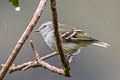 White-tailed Tyrannulet Mecocerculus poecilocercus