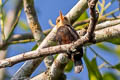 White-throated Jacamar Brachygalba albogularis