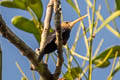 White-throated Jacamar Brachygalba albogularis