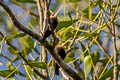 White-throated Jacamar Brachygalba albogularis