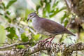 White-throated Quail-Dove Zentrygon frenata frenata