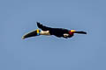 White-throated Toucan (Cuvier's Toucan)