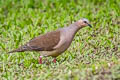 White-tipped Dove Leptotila verreauxi decipiens