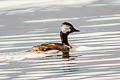 White-tufted Grebe Rollandia rolland morrisoni 