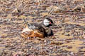 White-tufted Grebe Rollandia rolland morrisoni 