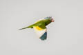 White-winged Parakeet Brotogeris versicolurus