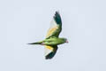 White-winged Parakeet Brotogeris versicolurus