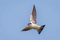 White-winged Swallow Tachycineta albiventer