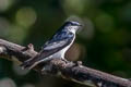 White-winged Swallow Tachycineta albiventer