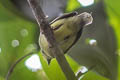 Sooty-headed Tyrannulet Phyllomyias griseiceps