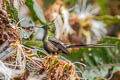 Wire-crested Thorntail Discosura popelairii