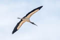 Wood Stork Mycteria americana (Wood Ibis)