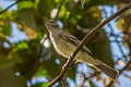 Yellow-bellied Elaenia Elaenia flavogaster flavogaster