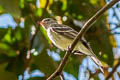 Yellow-bellied Elaenia Elaenia flavogaster flavogaster