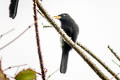 Yellow-billed Nunbird Monasa flavirostris