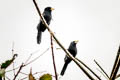 Yellow-billed Nunbird Monasa flavirostris