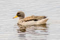 Yellow-billed Teal Anas flavirostris (Speckled Teal)