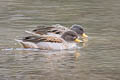Yellow-billed Teal Anas flavirostris (Speckled Teal)