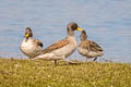 Yellow-billed Teal Anas flavirostris (Speckled Teal)
