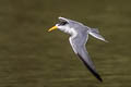 Yellow-billed Tern Sternula superciliaris
