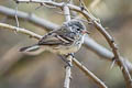 Yellow-billed Tit-Tyrant Anairetes flavirostris arequipae 