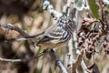 Yellow-billed Tit-Tyrant Anairetes flavirostris arequipae 