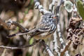 Yellow-billed Tit-Tyrant Anairetes flavirostris arequipae 