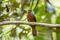 Yellow-billed Jacamar Galbula albirostris chalcocephala