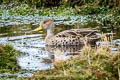 Yellow-billed Pintail Anas georgica spinicauda (Brown Pintail)