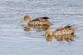 Yellow-billed Pintail Anas georgica spinicauda (Brown Pintail)