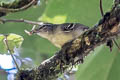 Yellow-breasted Antwren Herpsilochmus axillaris axillaris