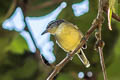 Yellow-breasted Antwren Herpsilochmus axillaris axillaris