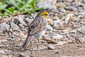 Yellow-browed Sparrow Ammodramus aurifrons aurifrons